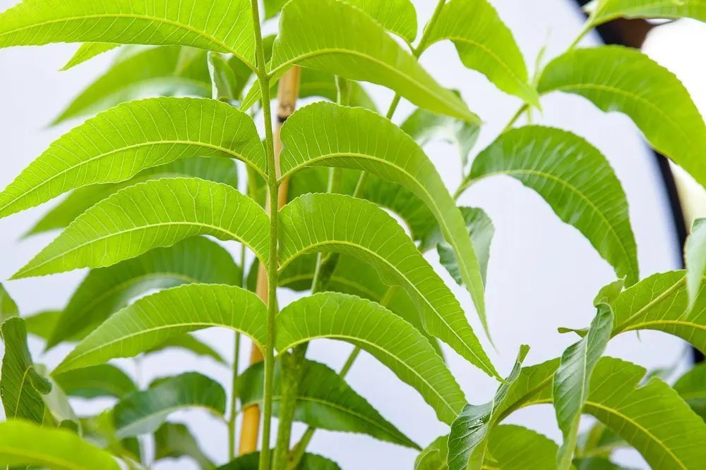 Cape Fear Pecan Tree | Type 1 Pollinator