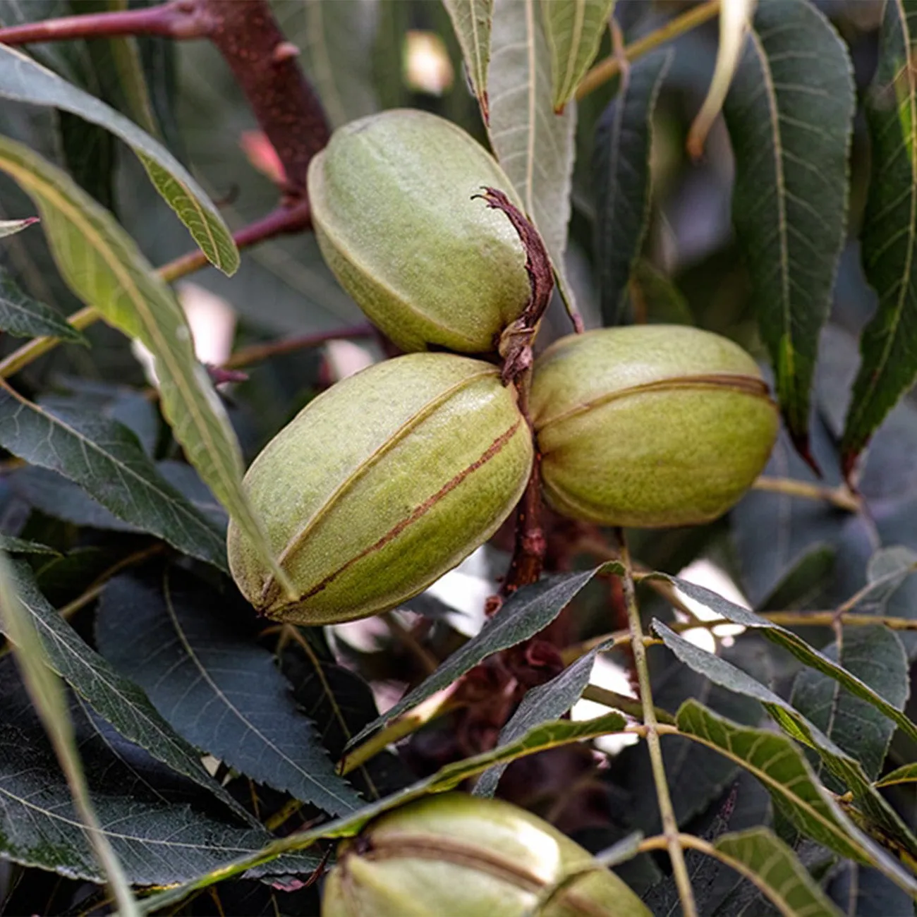 Cape Fear Pecan Tree | Type 1 Pollinator