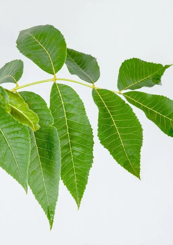 Cape Fear Pecan Tree | Type 1 Pollinator