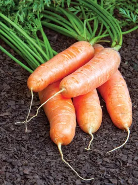 Carrot Cape Market Seeds