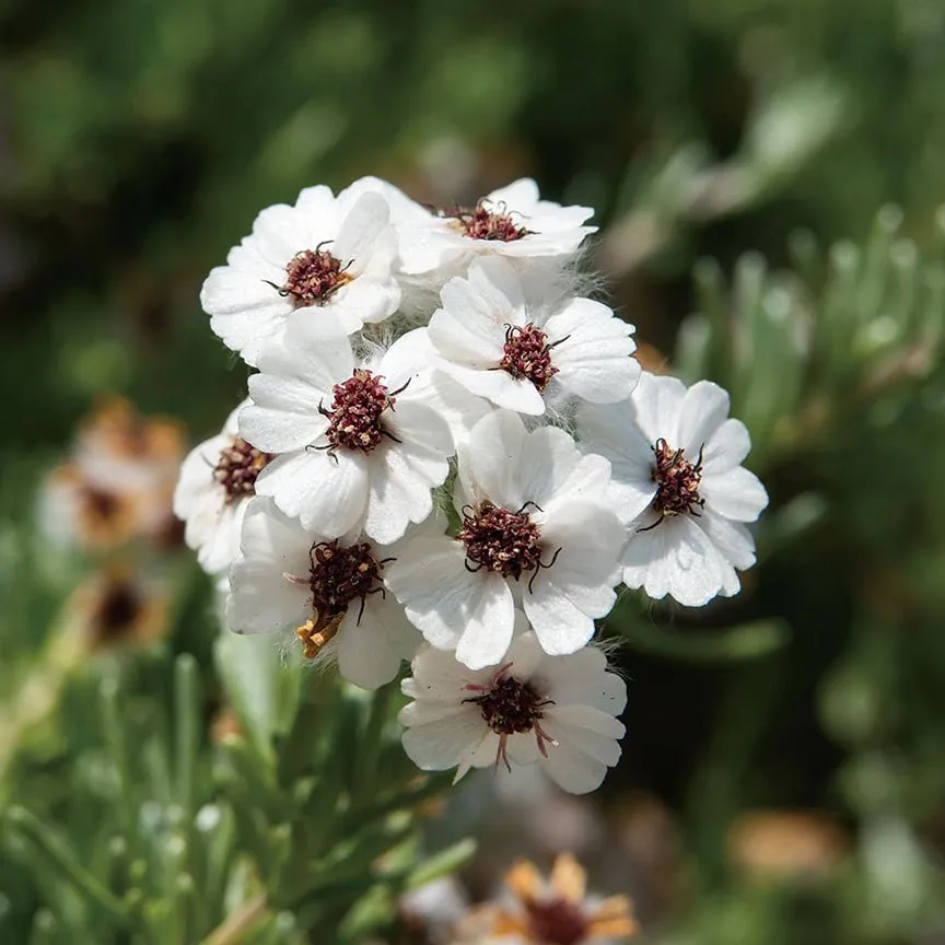 Chamomile Cape Essential Oil