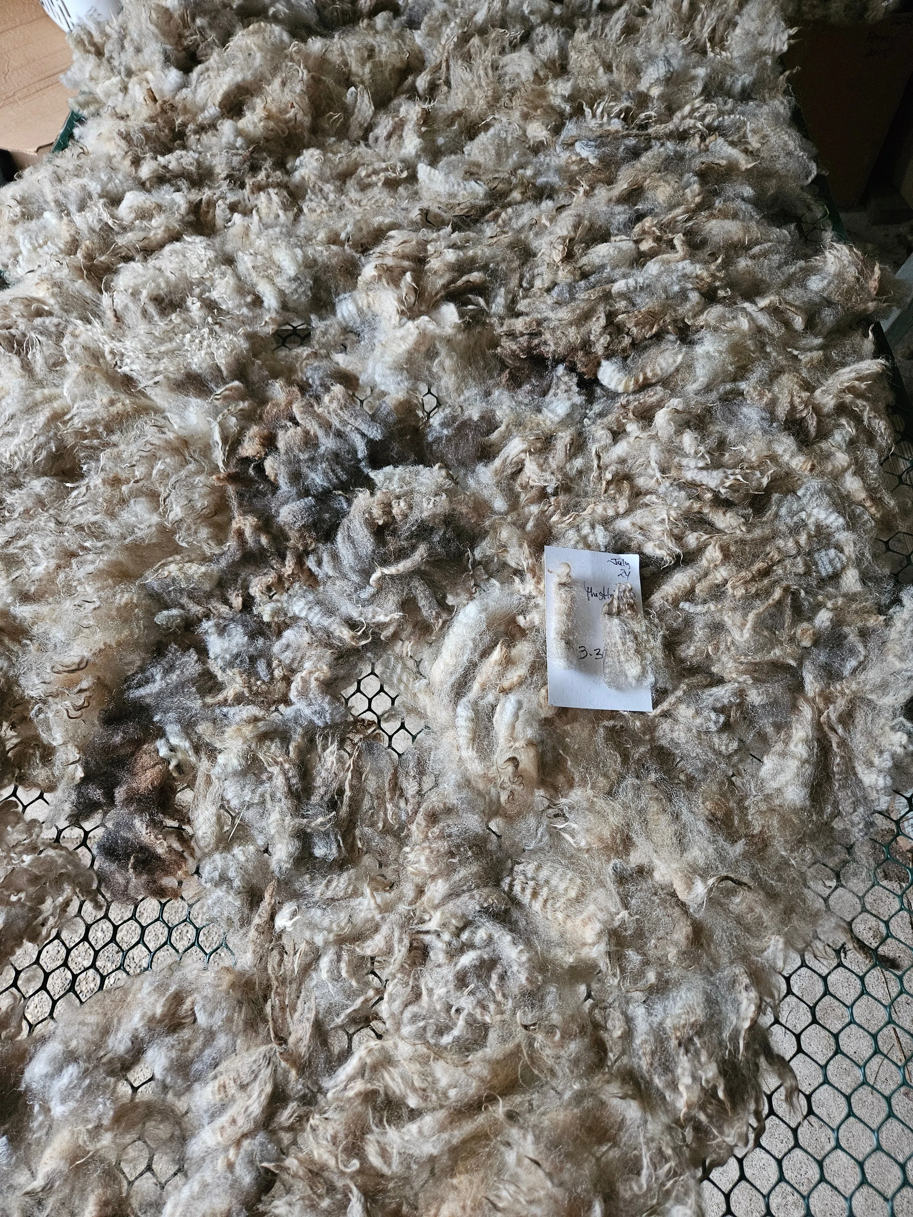 Raw Romney Silver Fleece 3L"Thistle Top"