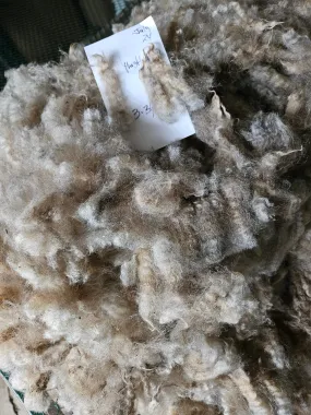 Raw Romney Silver Fleece 3L"Thistle Top"